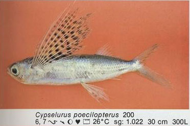 Cypselurus poecilopterus